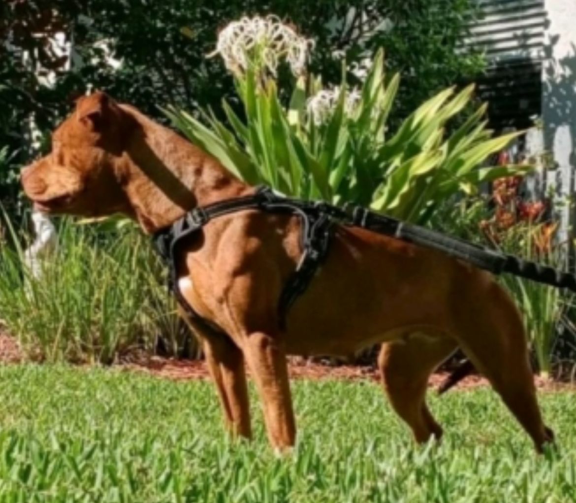 Photo of the dog