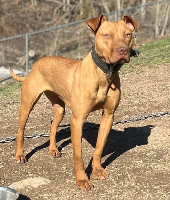 Photo of the dog