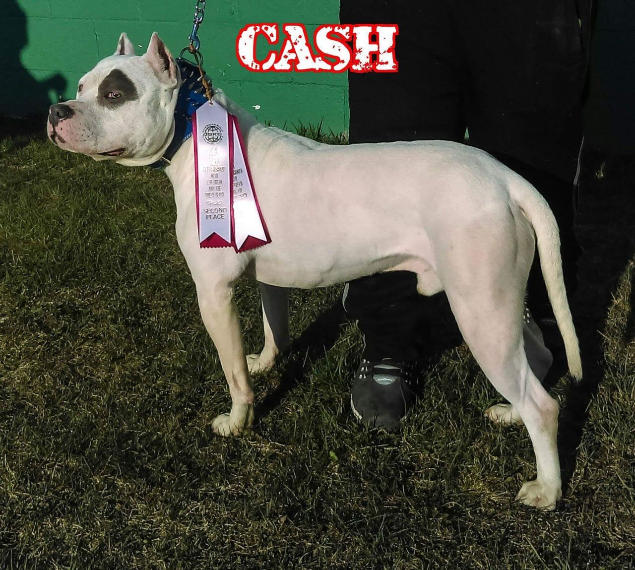 Photo of the dog