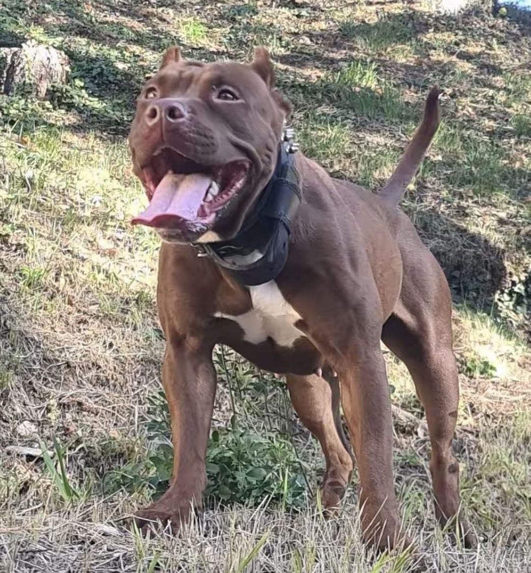 Photo of the dog