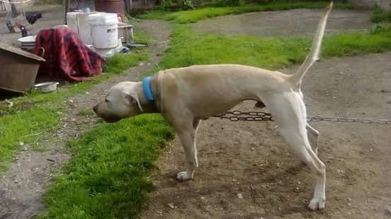 Photo of the dog