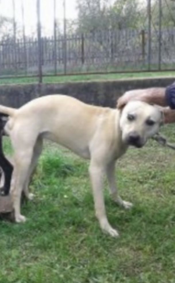 Photo of the dog