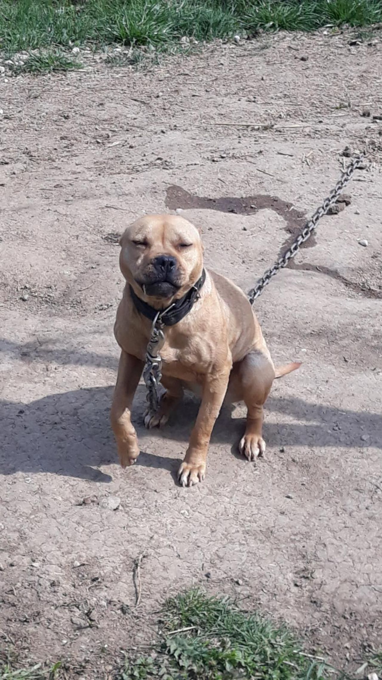 Photo of the dog