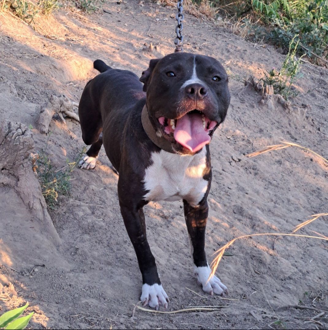 Photo of the dog