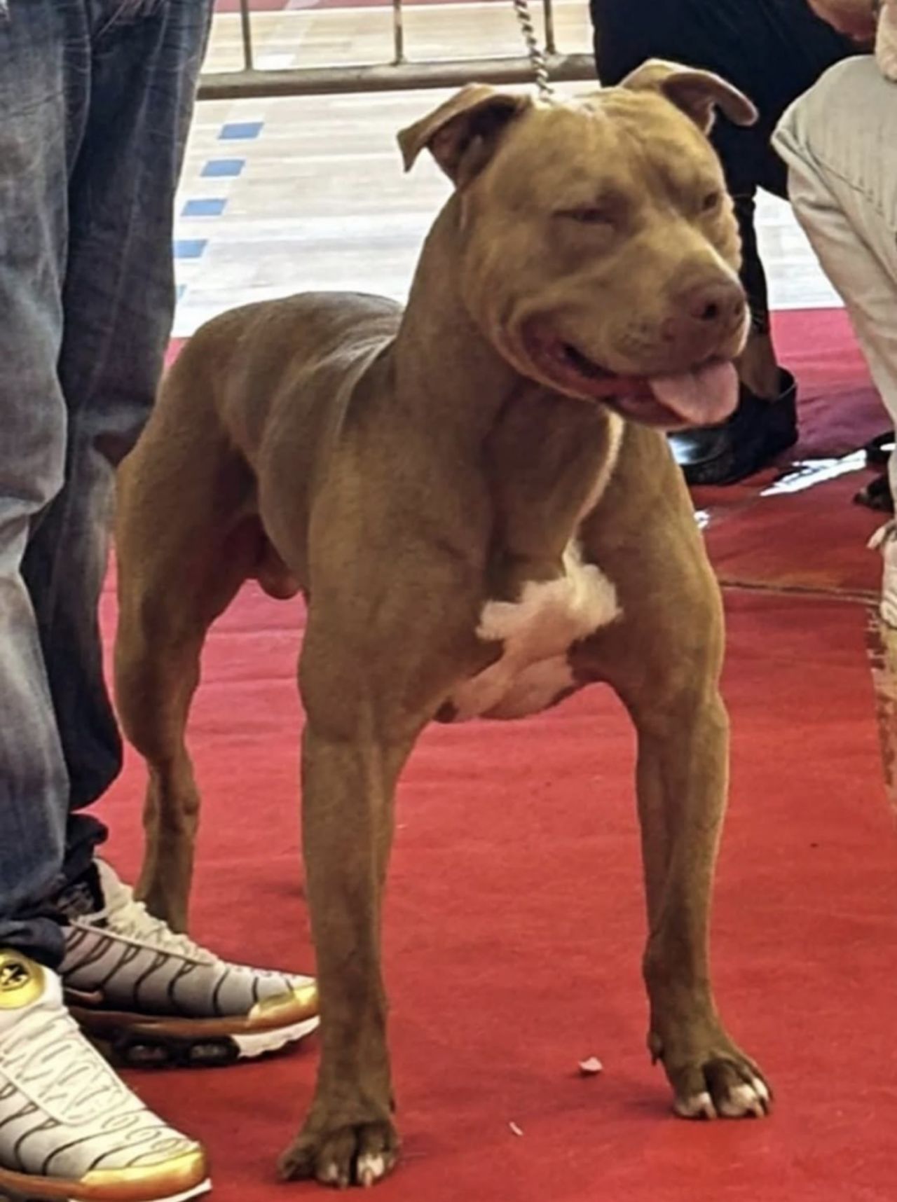 Photo of the dog