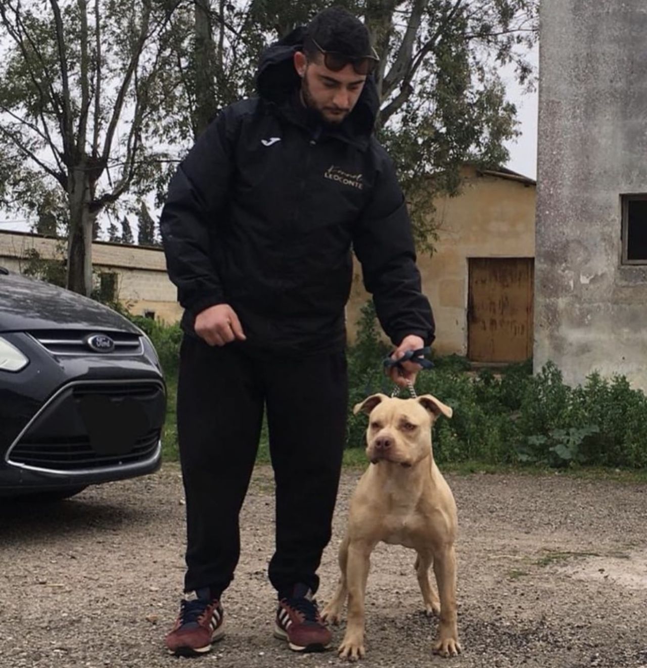 Photo of the dog