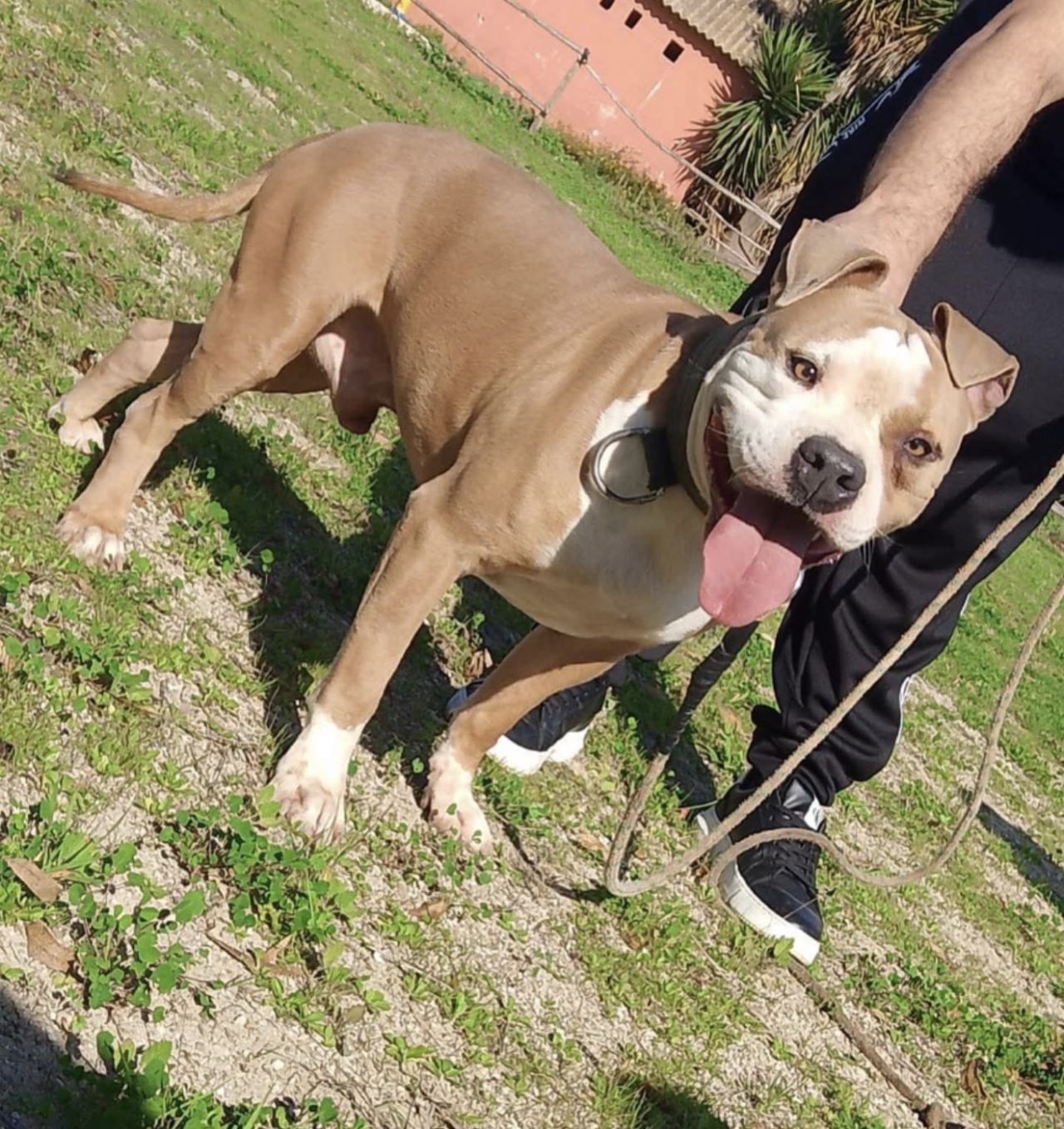 Photo of the dog