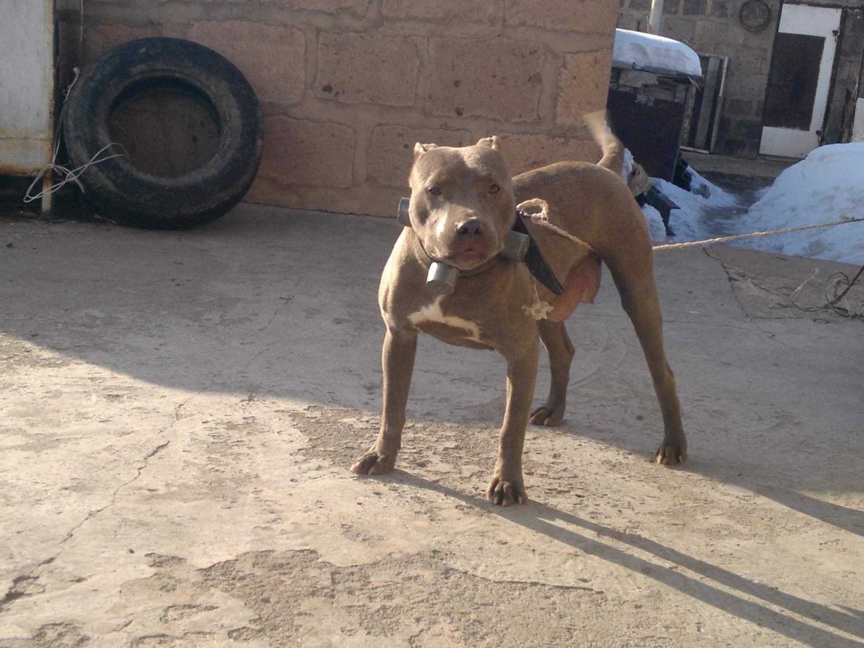Photo of the dog