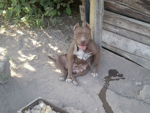 Photo of the dog