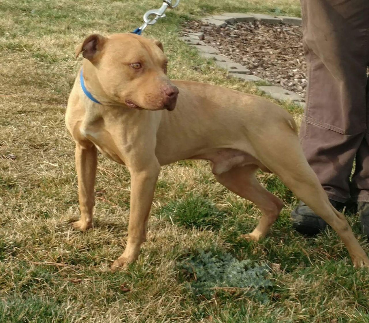 Photo of the dog