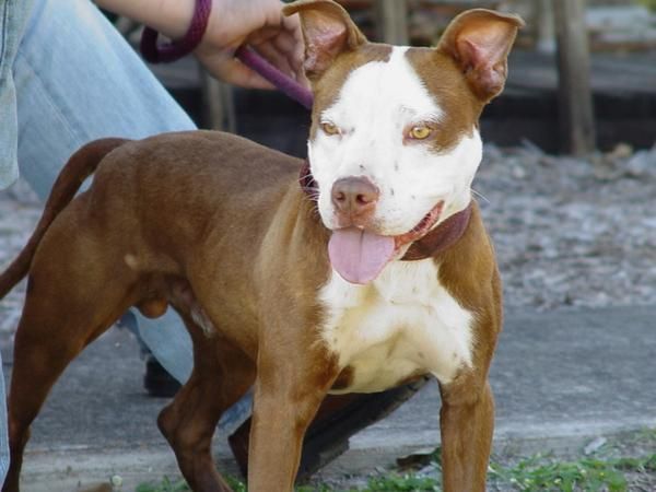 Photo of the dog