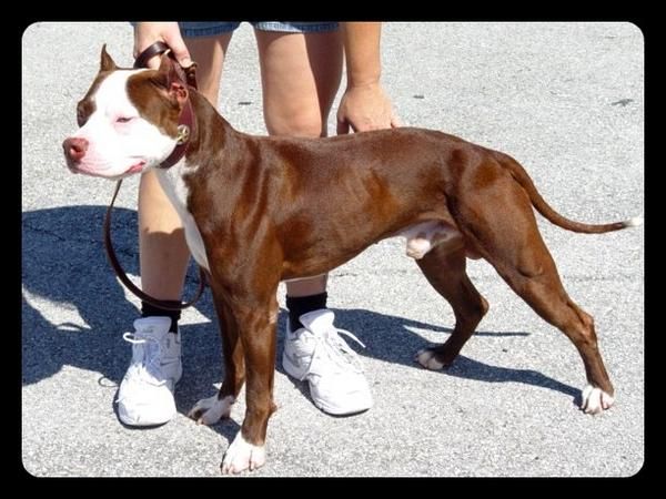 Photo of the dog