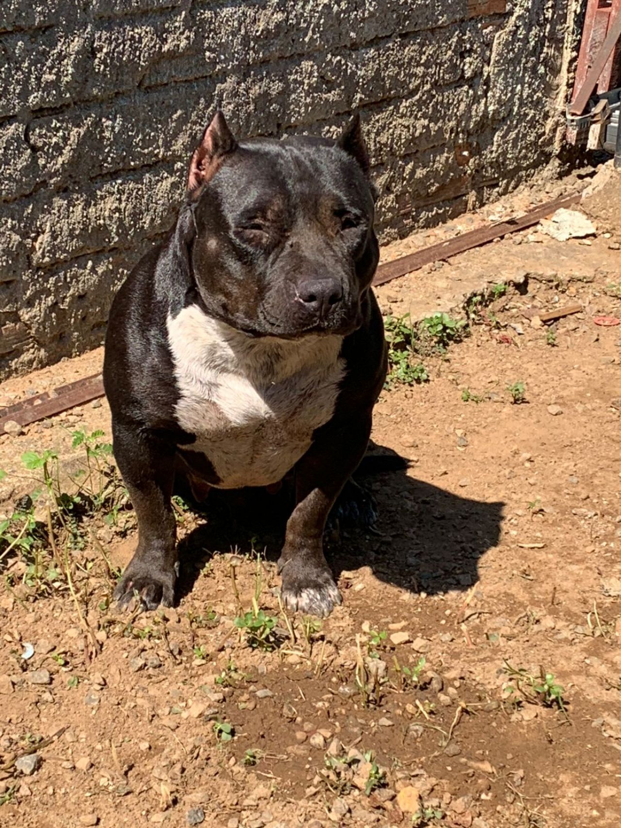 Photo of the dog