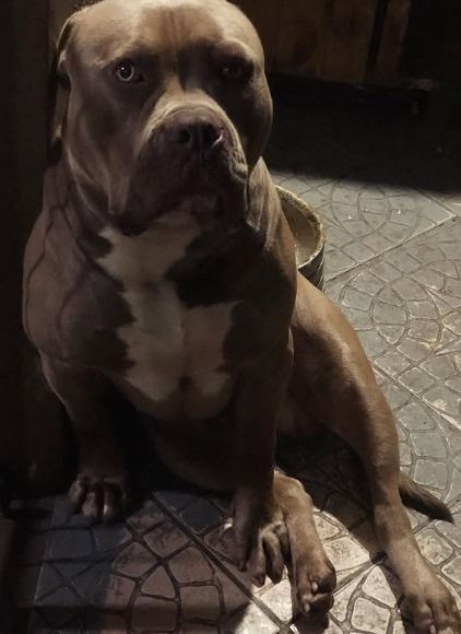 Photo of the dog