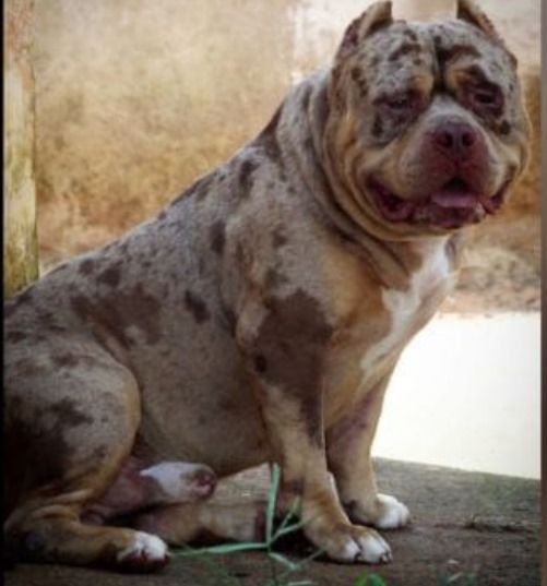 Photo of the dog