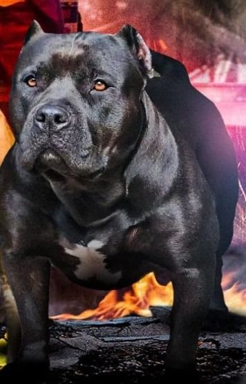 Photo of the dog