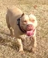 Photo of the dog