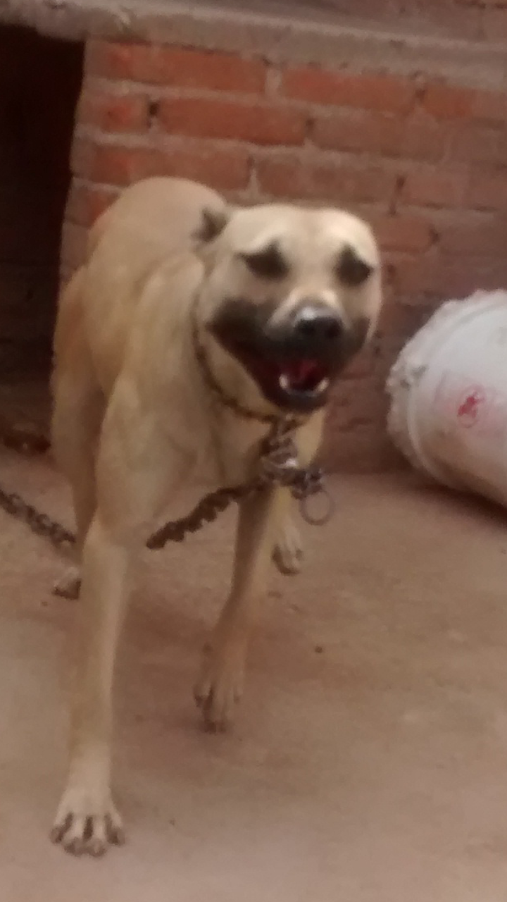 Photo of the dog