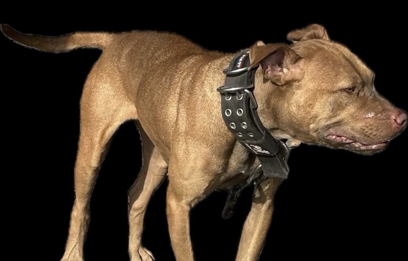 Photo of the dog