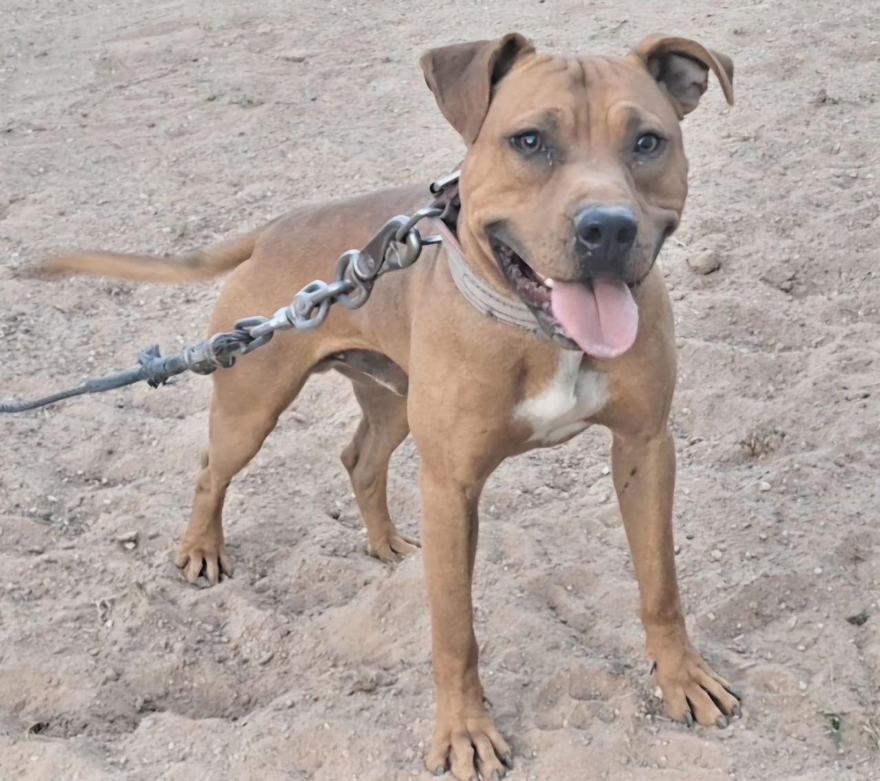 Photo of the dog