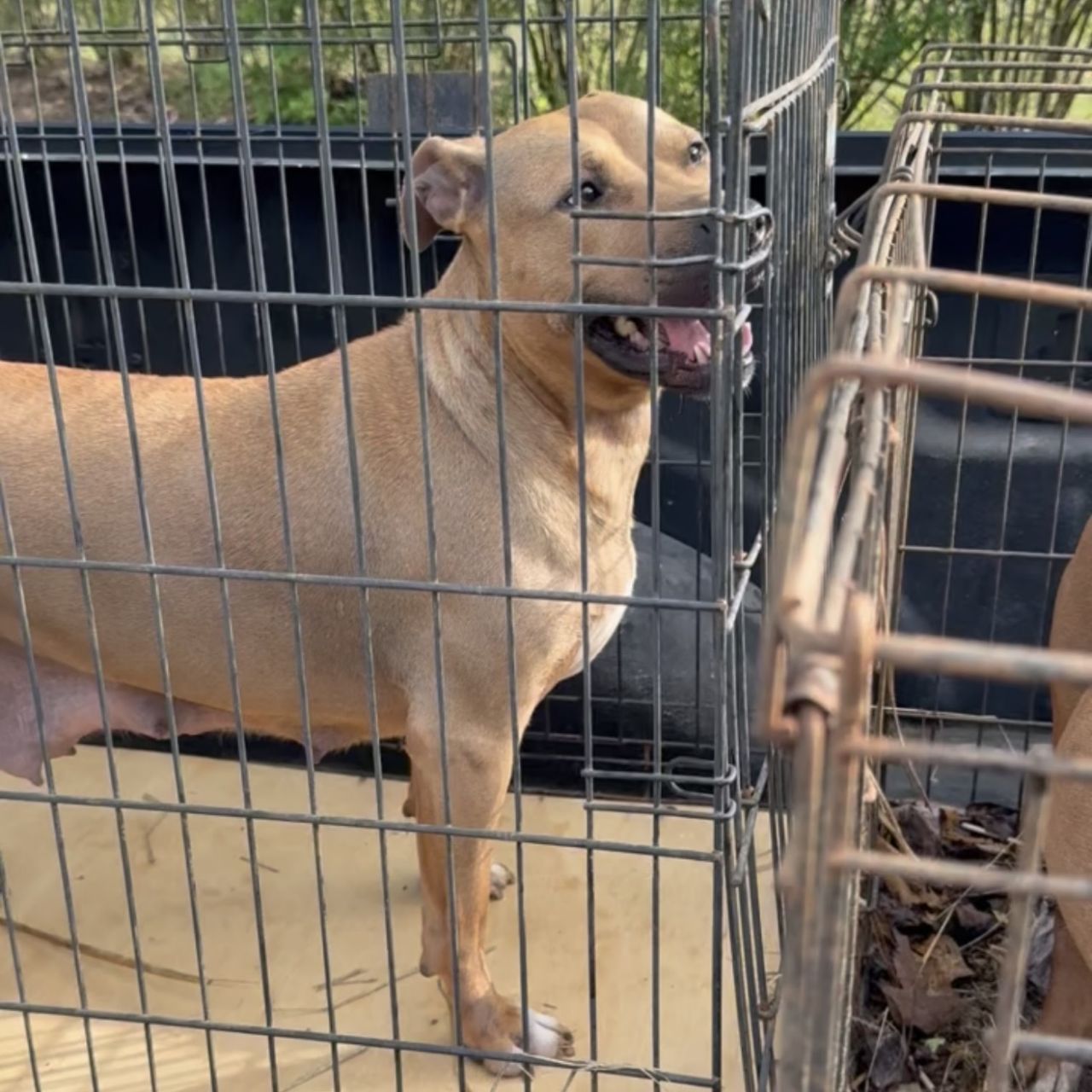 Photo of the dog