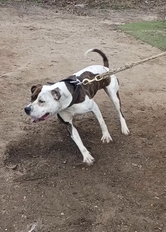 Photo of the dog