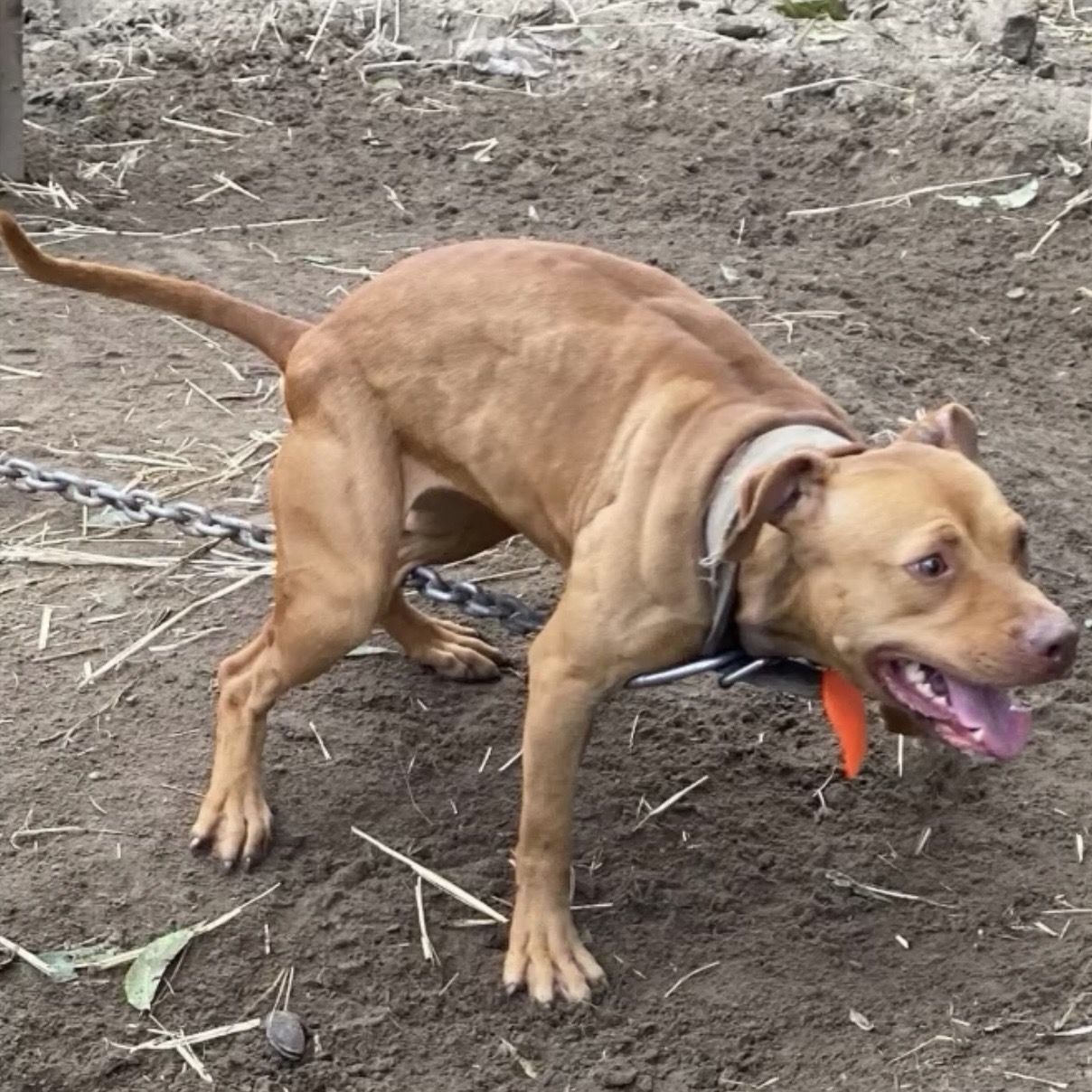 Photo of the dog