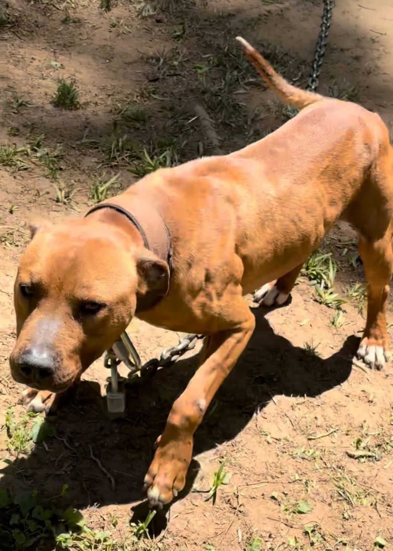 Photo of the dog