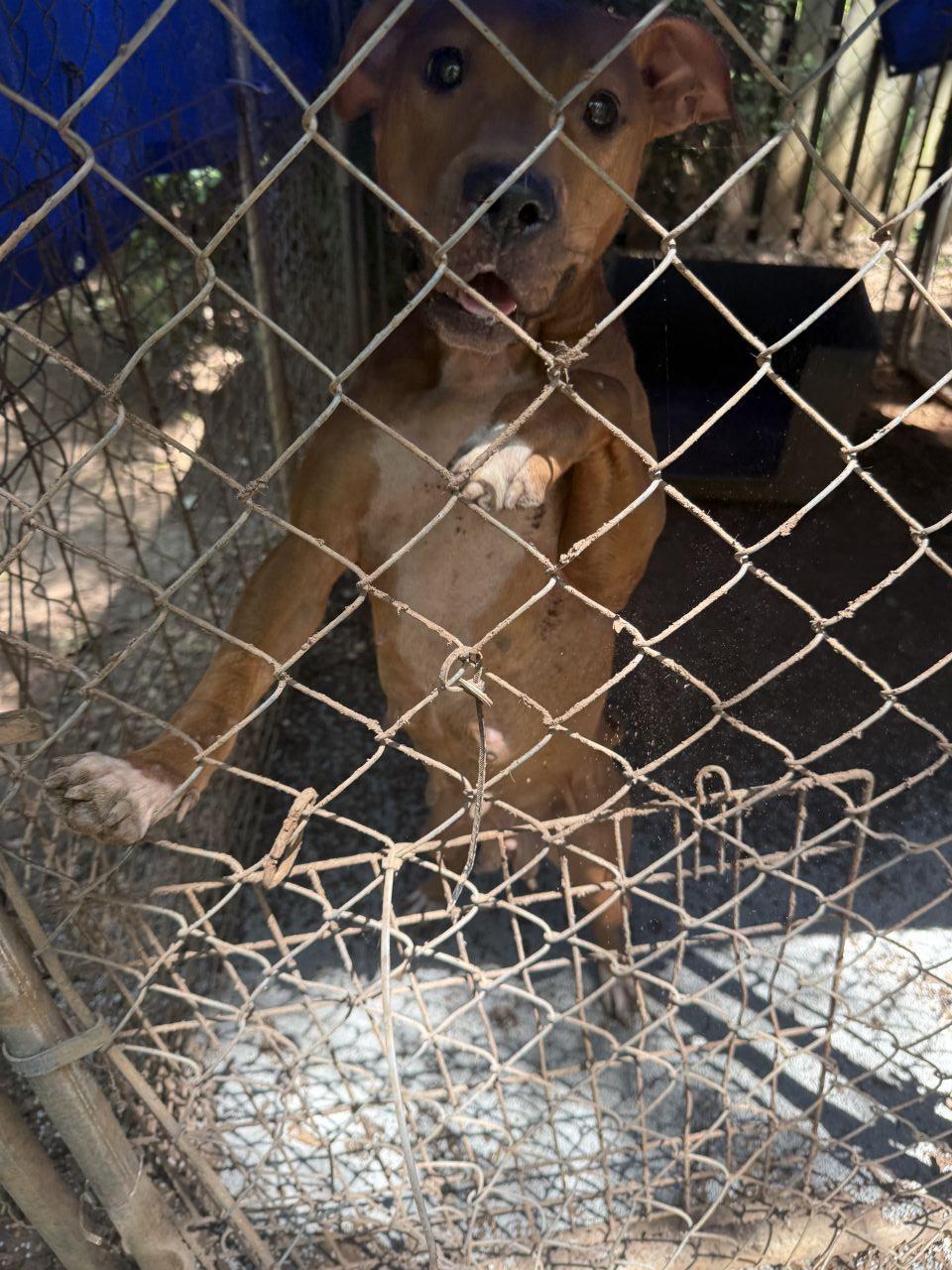 Photo of the dog