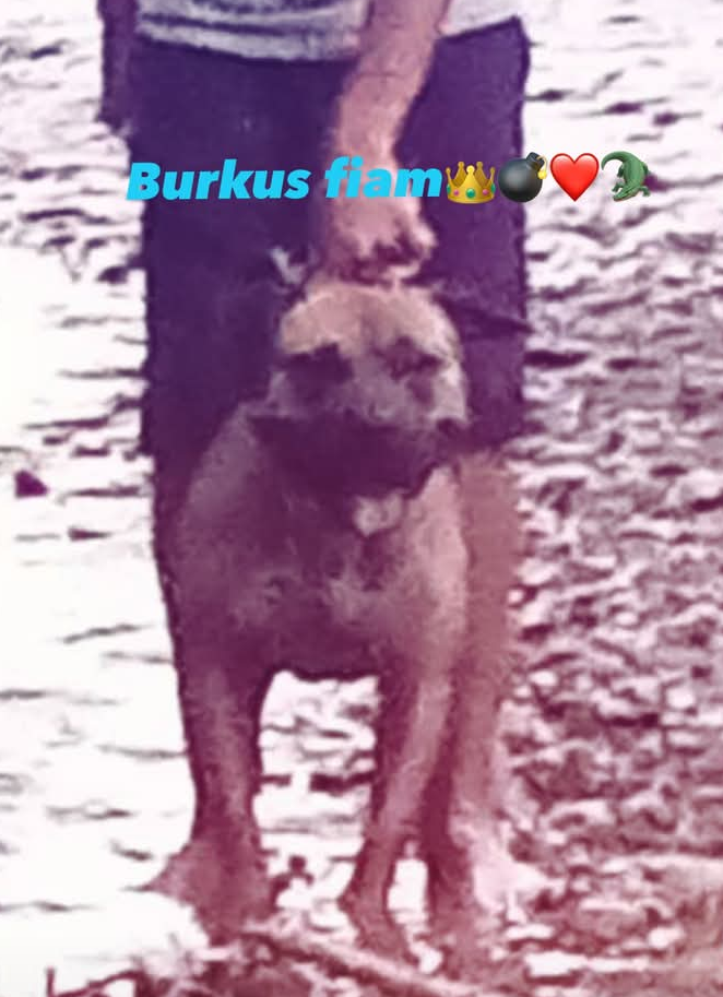 Photo of the dog