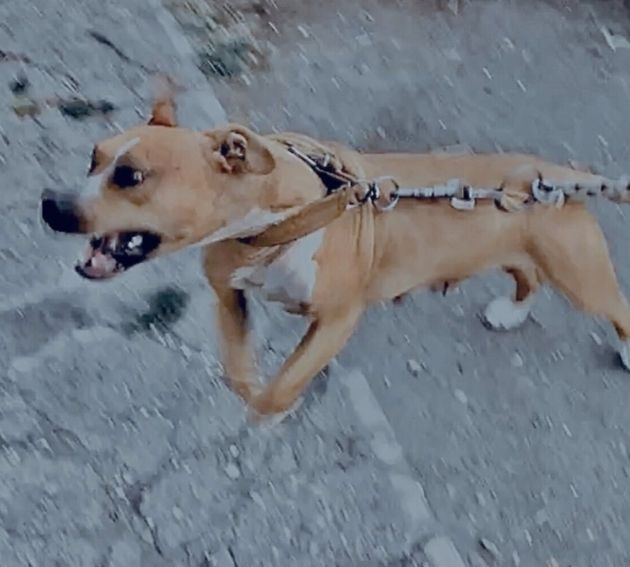 Photo of the dog