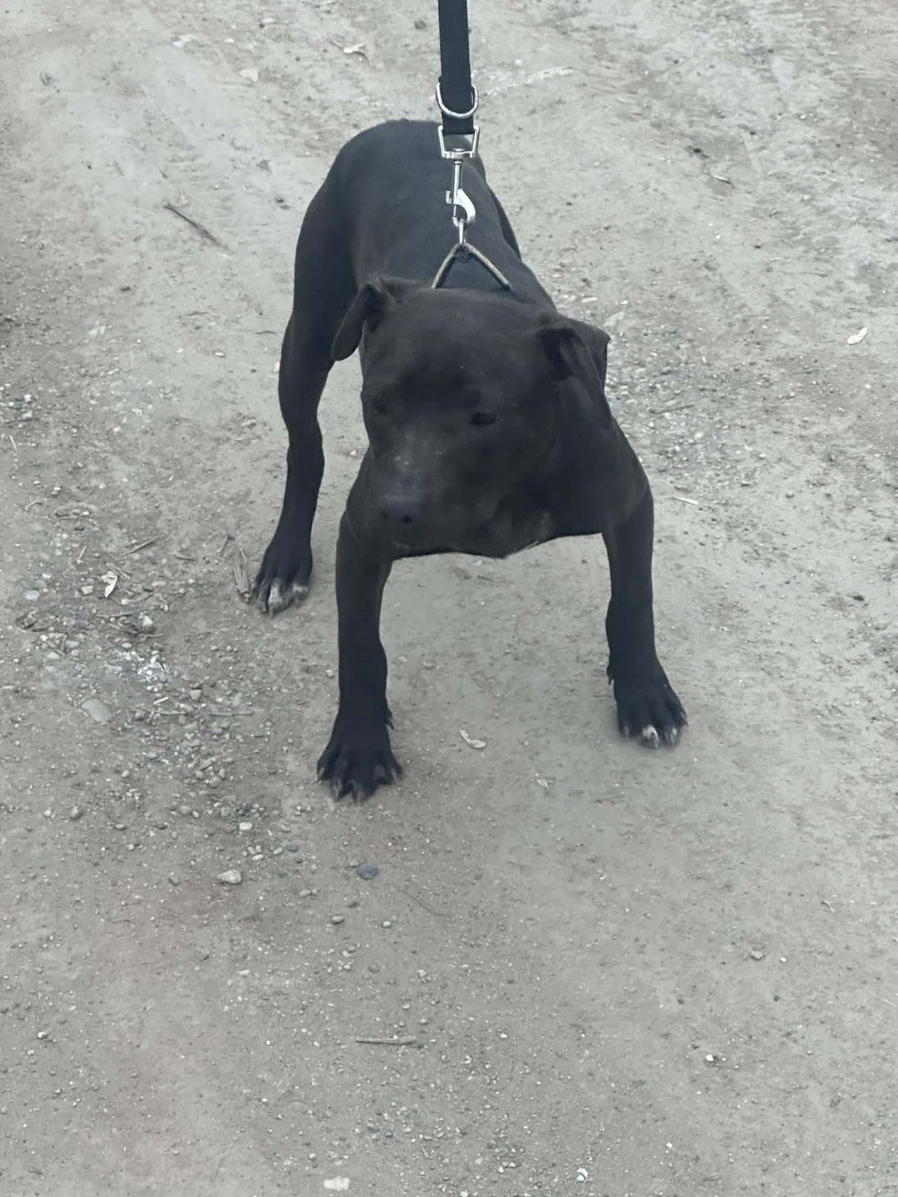 Photo of the dog
