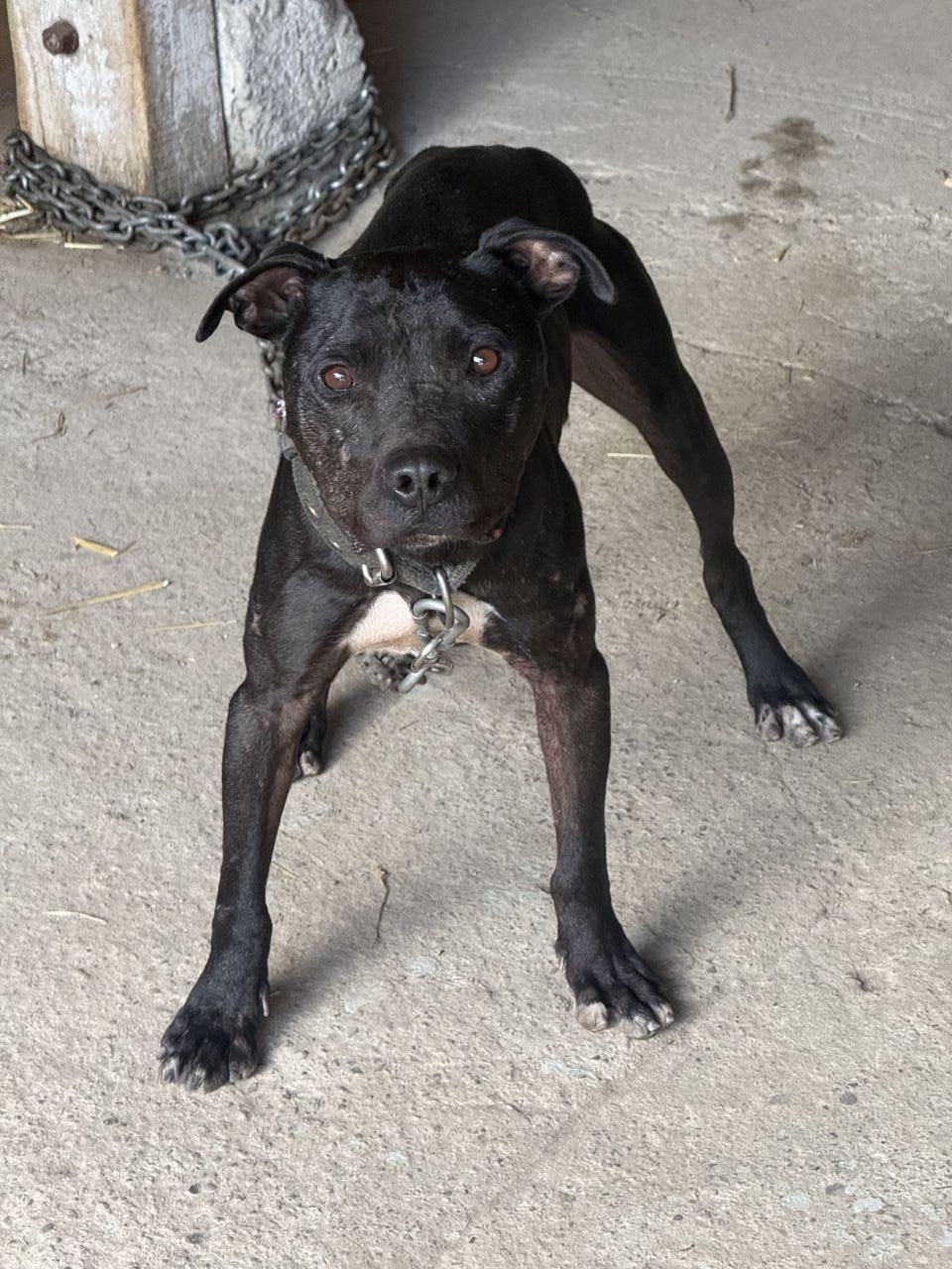 Photo of the dog