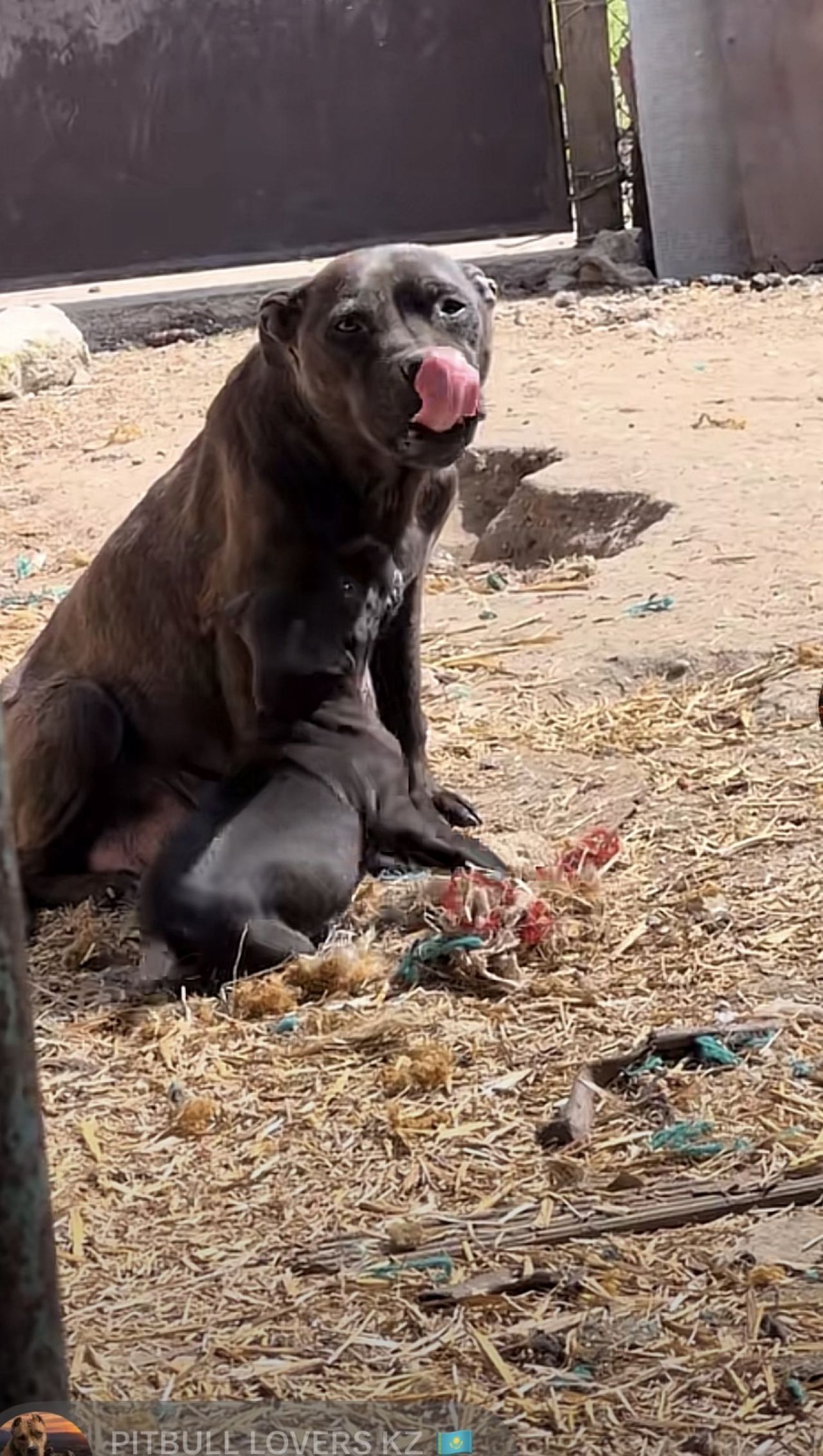 Photo of the dog
