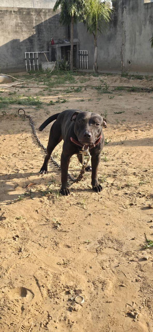 Photo of the dog
