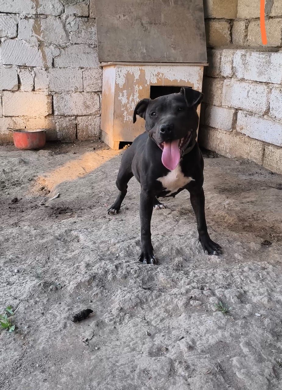 Photo of the dog