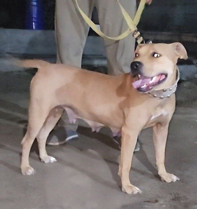 Photo of the dog