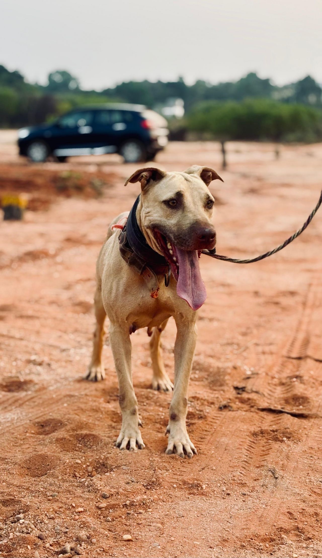 Photo of the dog