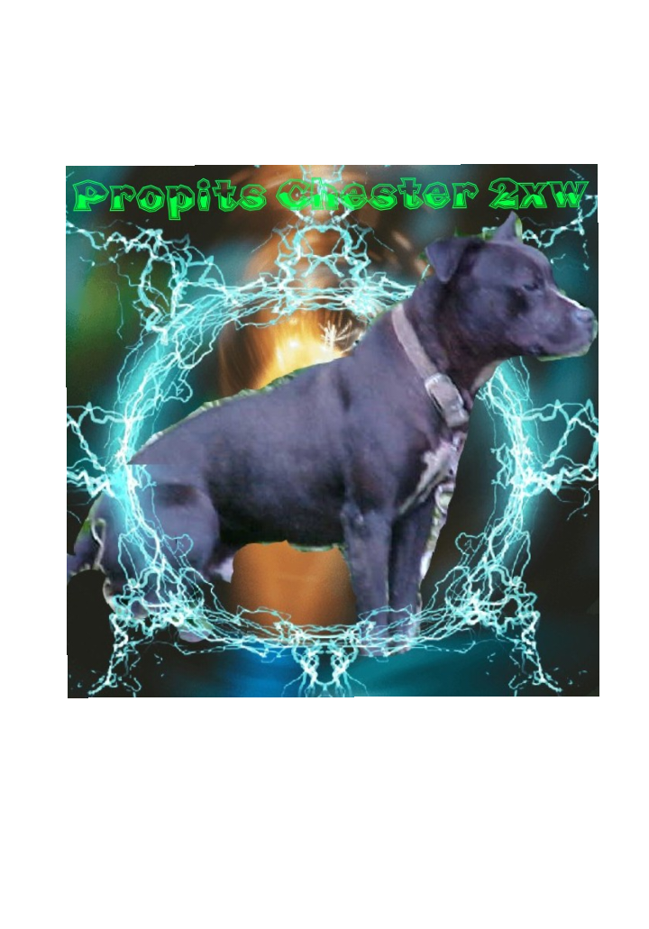 Photo of the dog