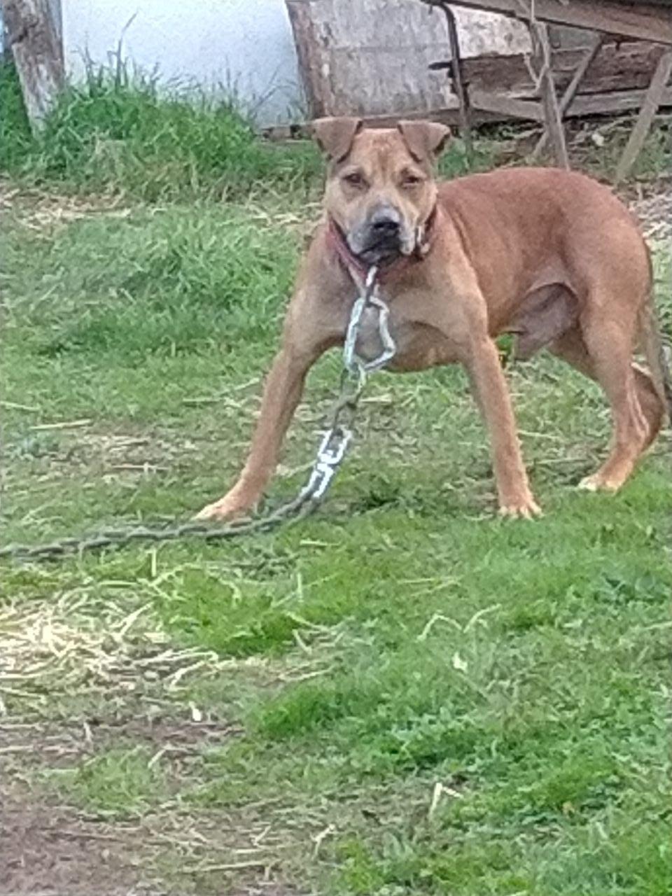 Photo of the dog