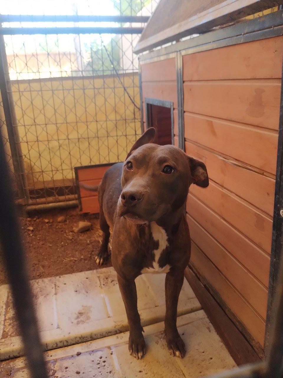 Photo of the dog