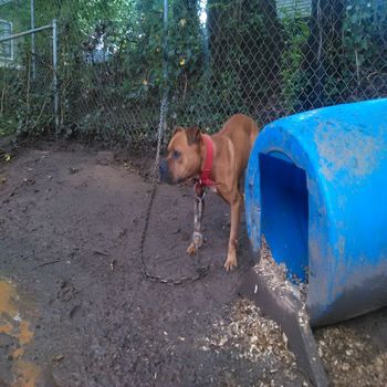 Photo of the dog