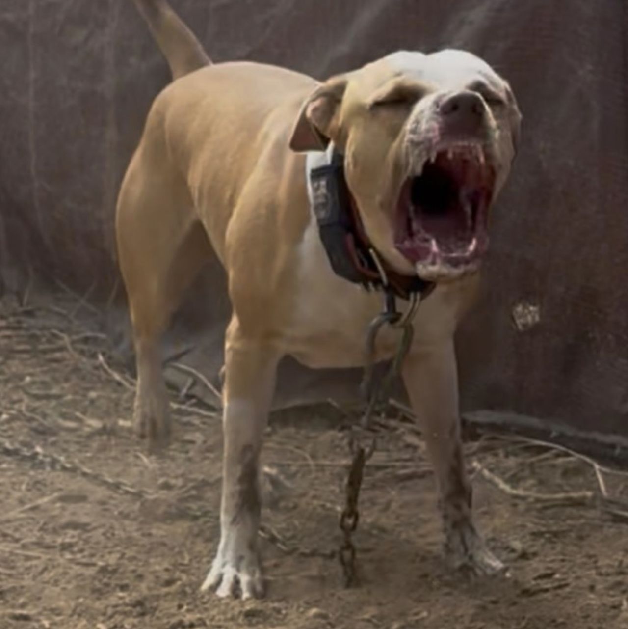 Photo of the dog