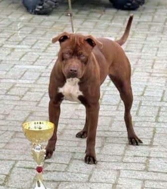 Photo of the dog