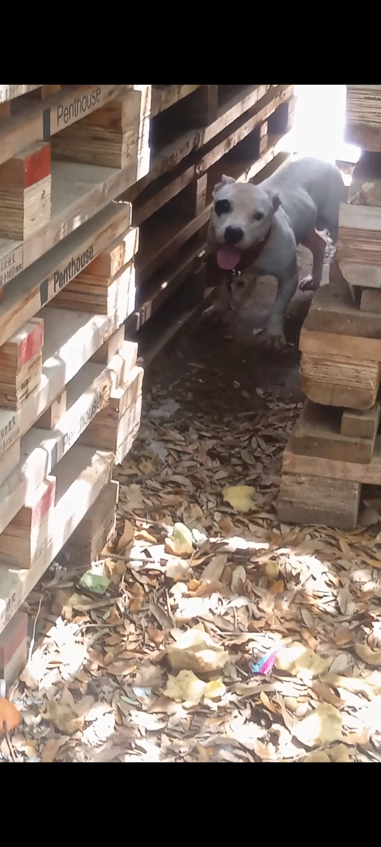 Photo of the dog