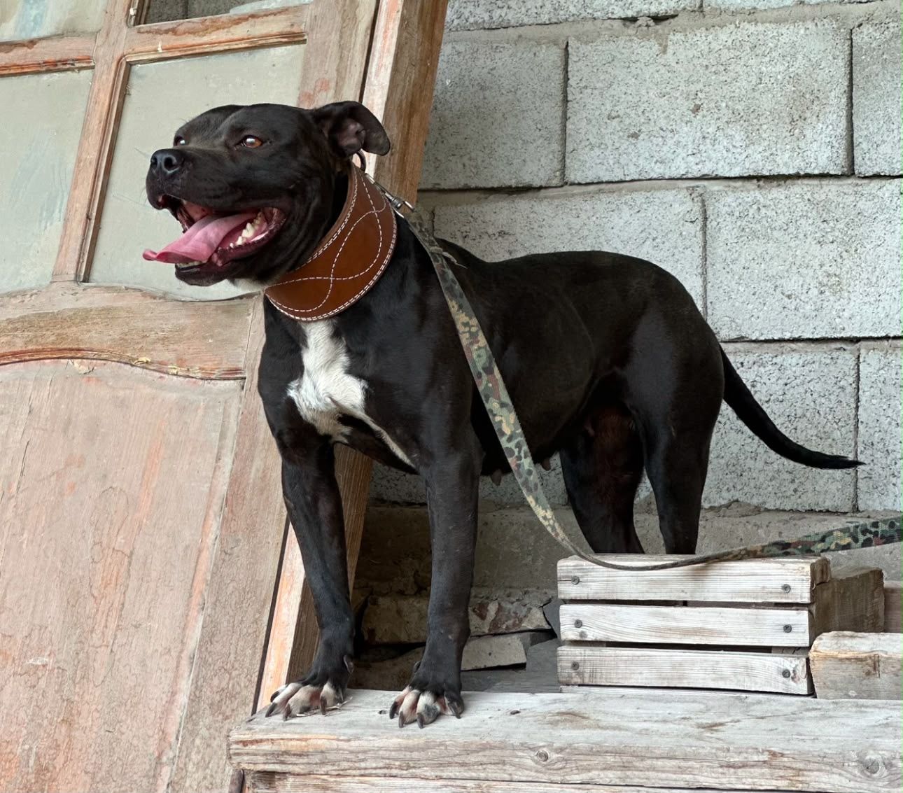 Photo of the dog