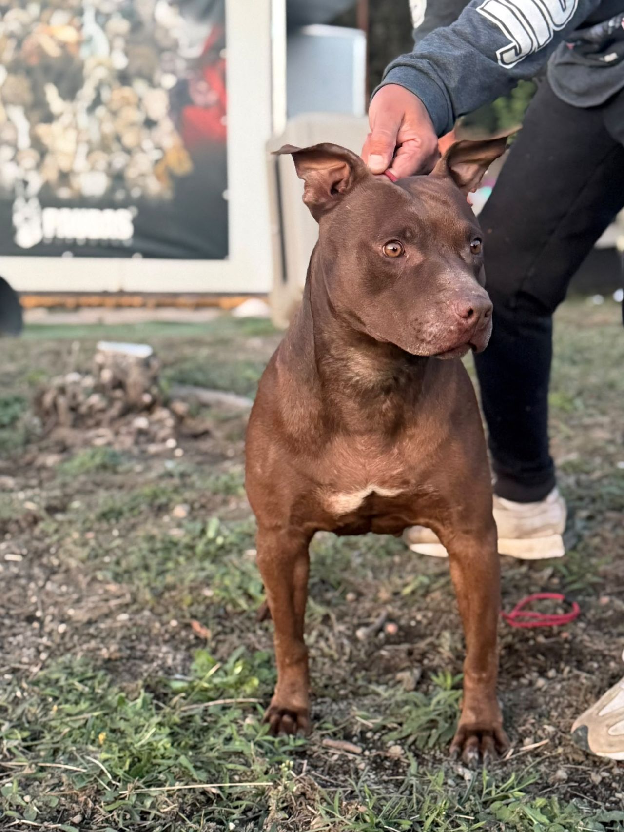 Photo of the dog