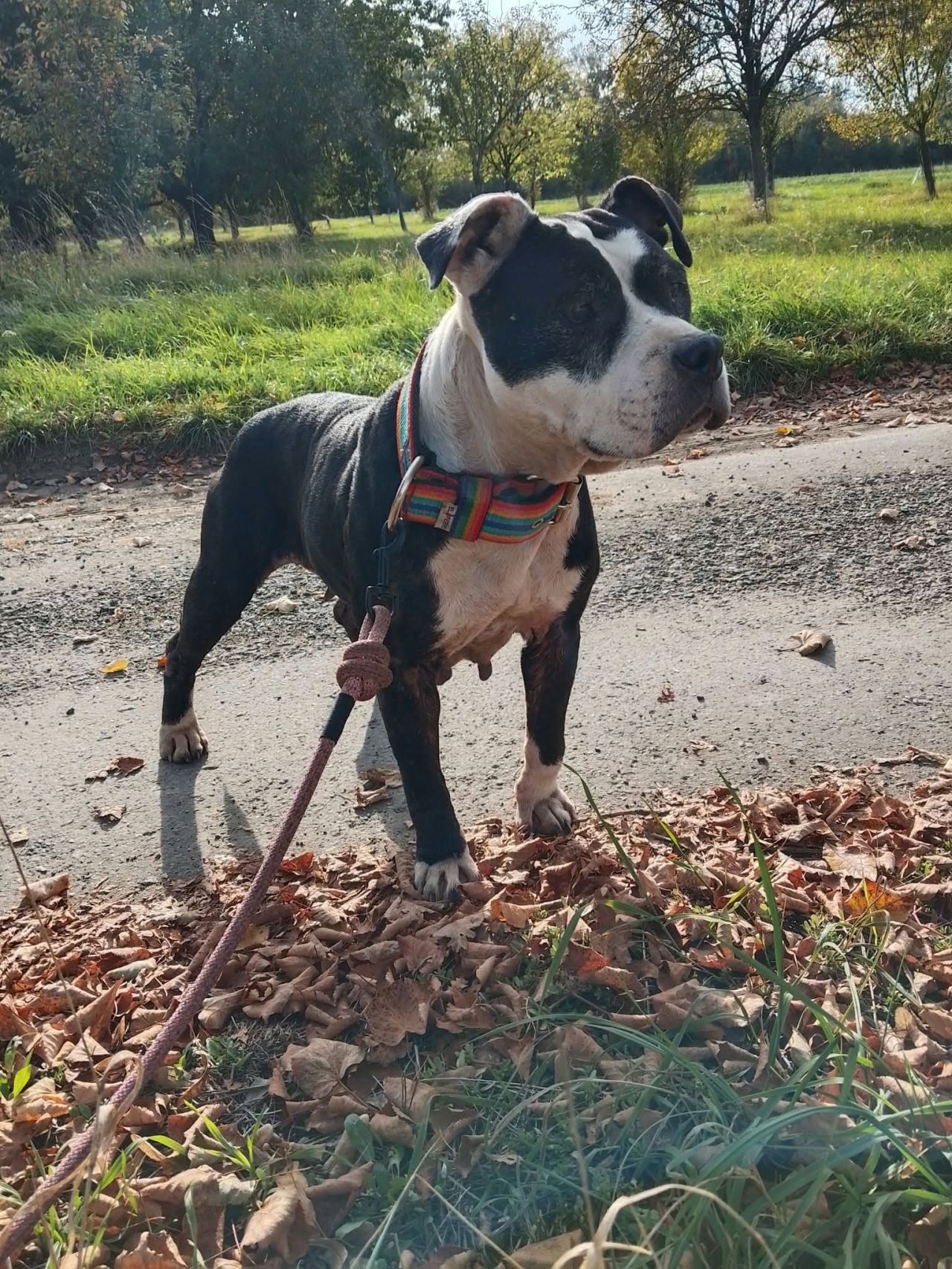 Photo of the dog