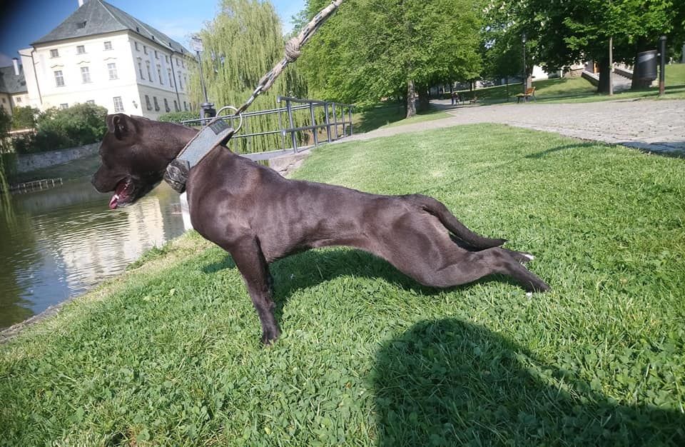 Photo of the dog