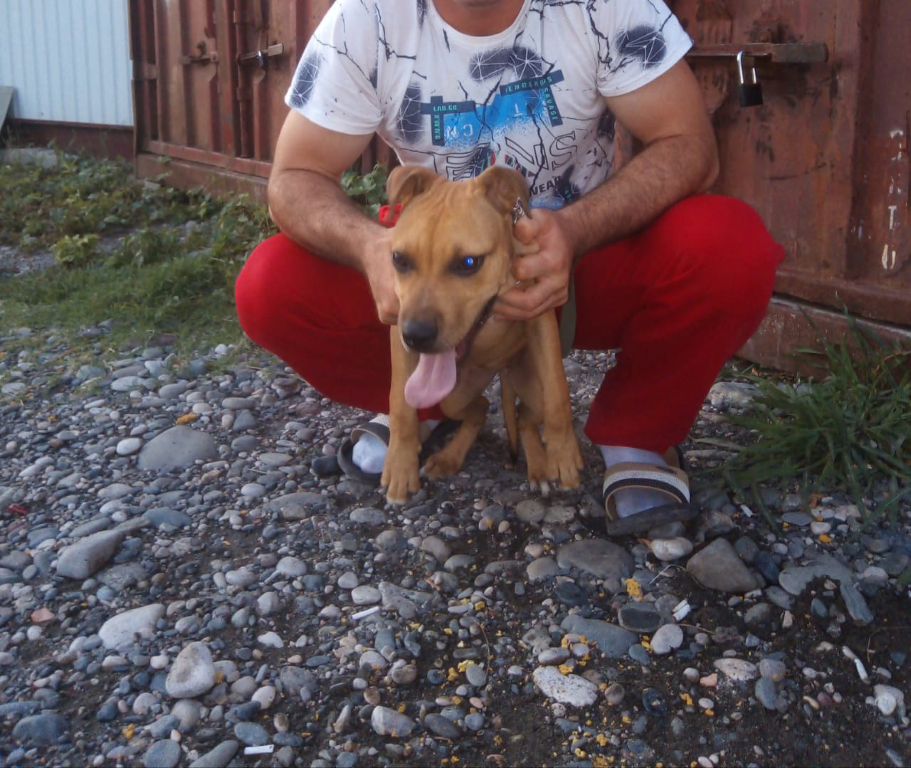 Photo of the dog